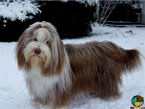 bearded collie dog breed ukpets