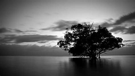 Black And White Nature Wallpapers Top Free Black And White Nature