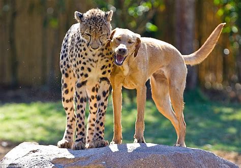 Still Wild About Each Other The Cheetah And Labrador Raised Together