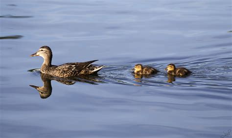 Black Duck With Ducklings Swimming On Body Of Water Ducks Hd Wallpaper