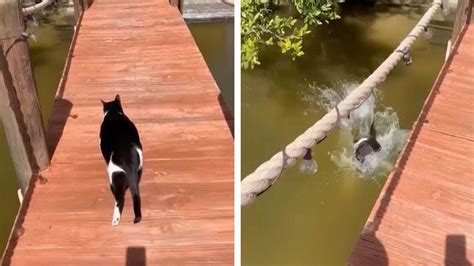 Rescue Cat Falls Off Jetty And Into Water Youtube