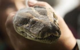 Shocking Video Indonesian Man Swallowed Whole By Python The Horn News
