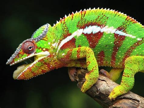 The Most Incredibly Colorful Animals Youve Never Seen