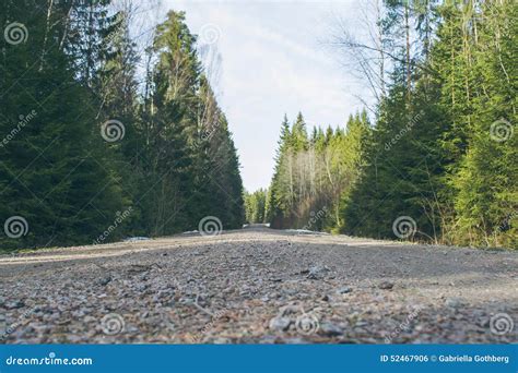 Gravel Road In Dense Forest Stock Photo Image Of Springtime Pine