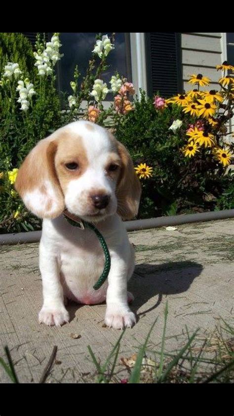 Lemon beagle is a purebred beagle categorized by its white and lemon color. Lil lemon pup | Beagle puppy, Cute beagles, Dog breeds