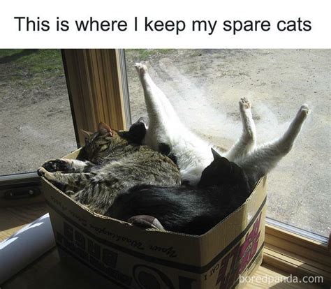 Best Funny Cat Memes That Every Cat Owner Can Relate To Cats My XXX