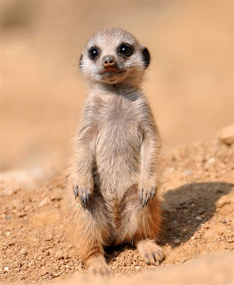 20 Pictures Of Adorable And Cute Baby Meerkats Furry Talk