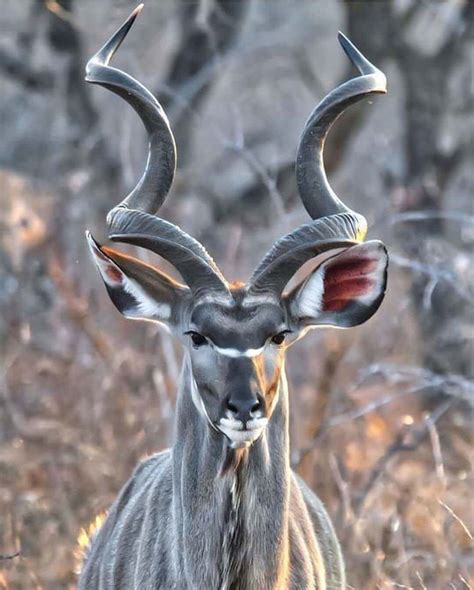 A Kudu Natureismetal
