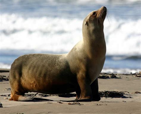 The otarii seals or sea lions are easy to recognize. MBNMS: Seal, Sea Lion and Sea Otters