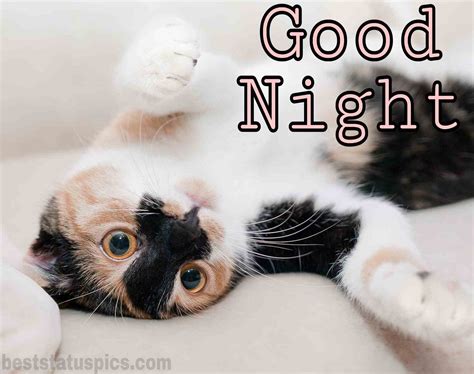 51 Beautiful Good Night Hd Images With Cat Kitty Kitten Best