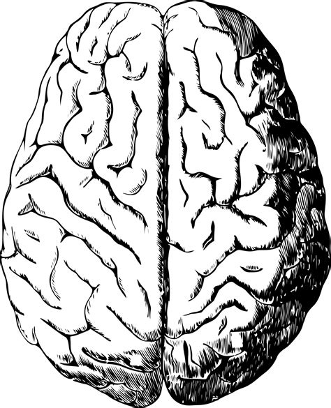Human Brain Free Stock Photo Public Domain Pictures