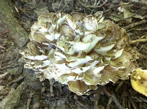 Hunting And Cooking Hen Of The Woods Mushrooms Maitake Or Grifola