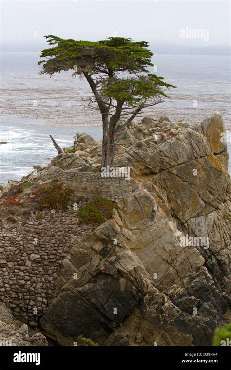The Lone Cypress Monterey Cypress Cupressus Macrocarpa Pebble Beach