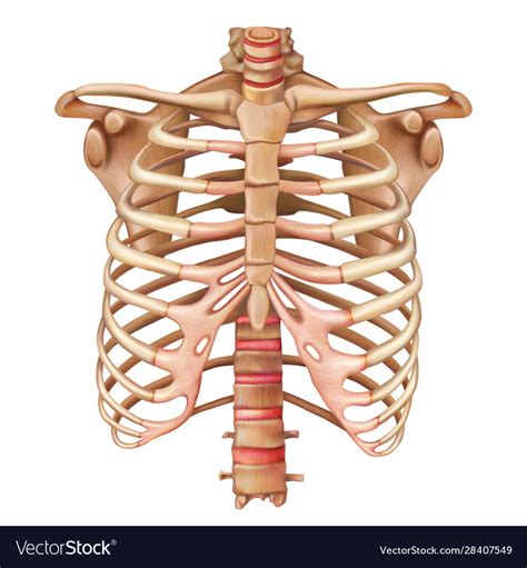 Rib Cage Anatomy Labeled Vector Illustration Diagram Medical Human