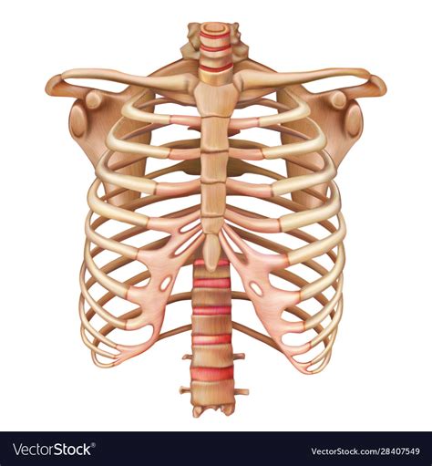Ribs are highly vascular and trabecular with a thin outer layer of compact bone. Rib cage bones human skeletal system anatomy Vector Image