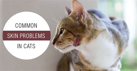 Skin Problems In Cats Common Causes And Treatments