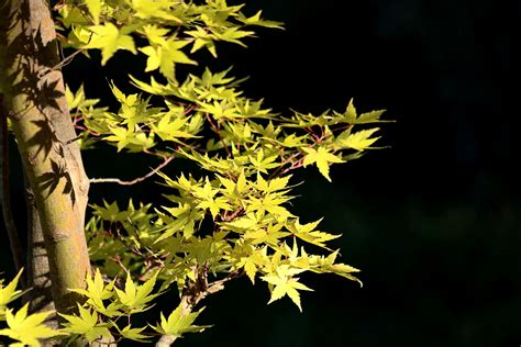 Yellow Maple Leaves In Fall Free Stock Photo Public Domain Pictures