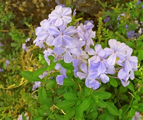 Beautiful Purple Flowers Growing In The Garden Stock Photo Image Of