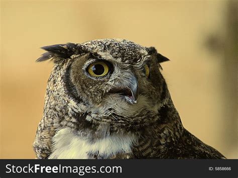 Wise Old Owl Free Stock Images And Photos 5858666