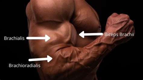 Hammer Curl Form Benefits And Muscles Worked