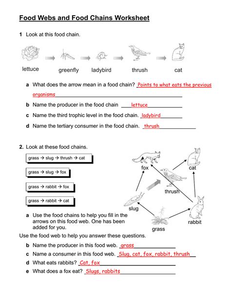 Food Webs And Food Chain Worksheet Answer Key