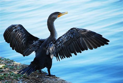 Double Crested Cormorant The Double Crested Cormorant Is A Large Fish