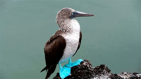 10 Especies Más Icónicas De Galápagos