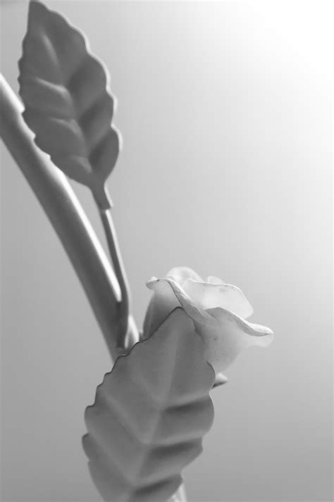 Gambar Tangan Mekar Cahaya Hitam Dan Putih Daun Bunga
