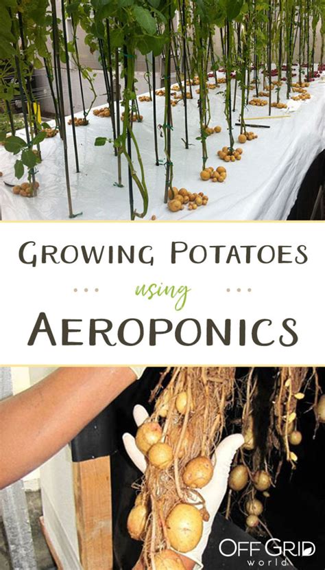 Growing Potatoes In Thin Air With Aeroponics Off Grid World
