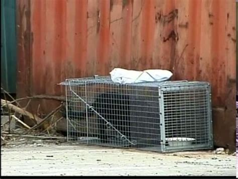 Tnr How To Perform A Mass Trapping By Neighborhood Cats Feral Cats