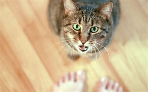 6 Reasons Your Cat Wont Stop Meowing At You Meowingtons