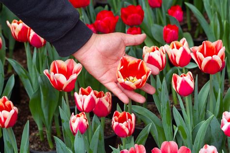 Compren Tulipanes Para Que Tengan Más Color En Su Vida Floricultor