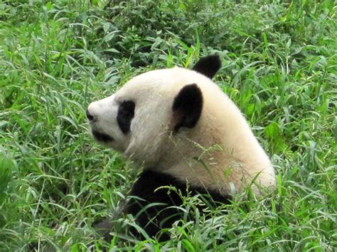 Giant Pandas Symbol Of Charm And Love