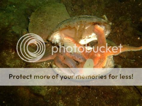 Starfish Eating A Clam Pictures Images And Photos Photobucket