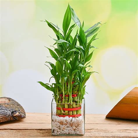 3 Layer Lucky Bamboo In Glass Vase Winni