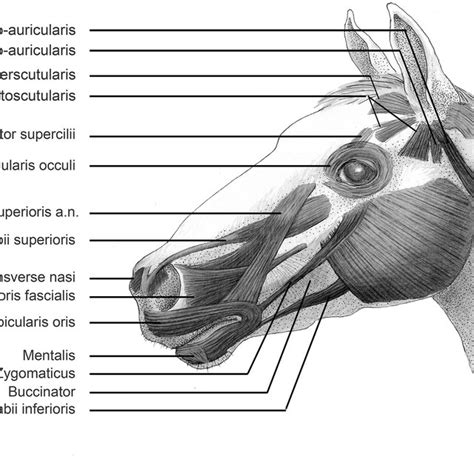 Pdf Equifacs The Equine Facial Action Coding System