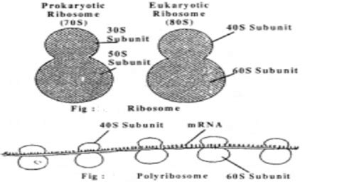 The ribosomes can be free within the cytoplasm of a cell or attached to endoplasmic reticulum. Plant Cell : Ribosomes