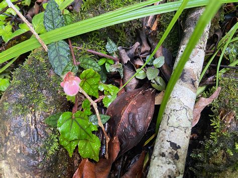 Begonia Merrilliana Begoniaceae Image At Phytoimages Siu Edu