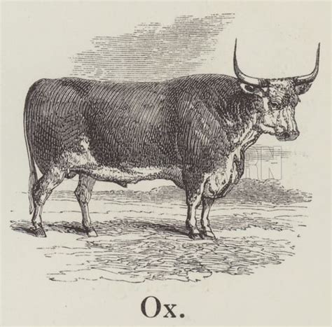 Ox Stock Image Look And Learn