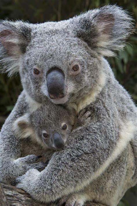 Animal Moms And Their Babies If Its Hip Its Here Mother And Baby
