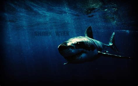 Shark Week Wallpapers Wallpaper Cave