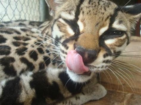 I Cant Even Handle It Margay Cat Cats Adorable