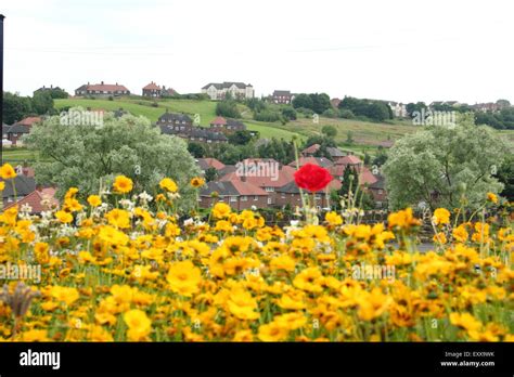 Urban Wildflower Meadow Sheffield Hi Res Stock Photography And Images