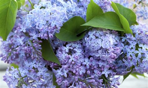Lilac Bouquet Vlrengbr