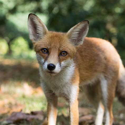 9 Cute Pictures Of Red Foxes