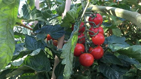 Ab jetzt hast du fertige tomatenpflanzen um den tomatenpflanzen die nötige stabilität zu geben, kann man diese an bambusstäben anbinden und mit diesen abstützen. Tomatenpflanzen Balkon Temperatur