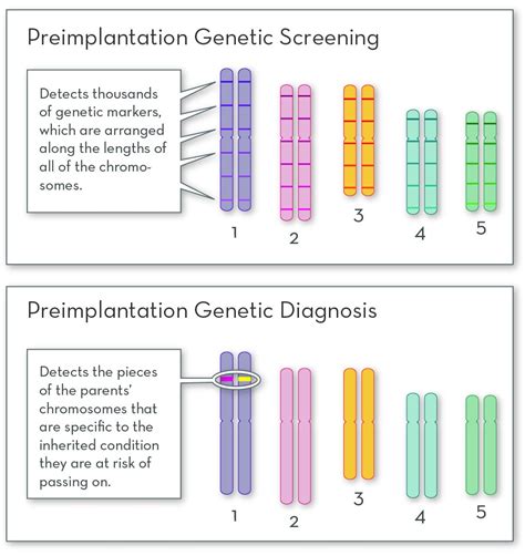 How Preimplantation Genetic Testing Works