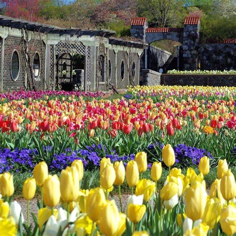Pin By Becky Cagwin On Flowers Tulips Photo Tour Biltmore Estate