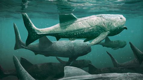 Prehistoric Giant Fish Was A Suspension Feeder Newsmyscience News