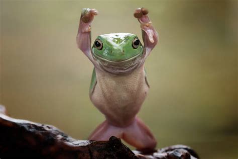 Dumpy Tree Frog Stock Photos Pictures And Royalty Free Images Istock
